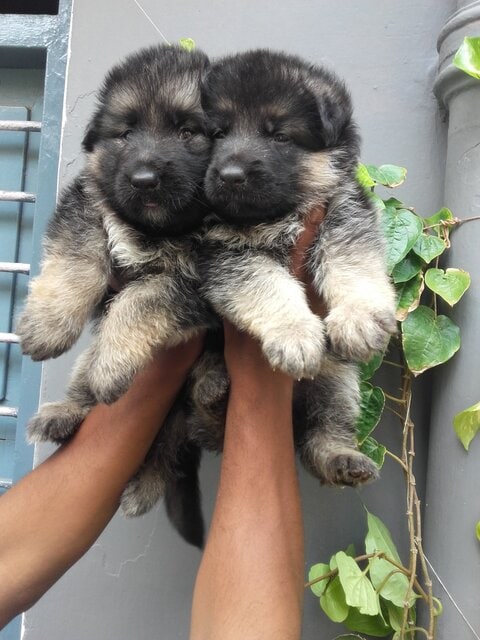 Top Pet Shops For Dog near Orion Mall Malleswaram West Bangalore Best Pet Supplies Store near me Justdial