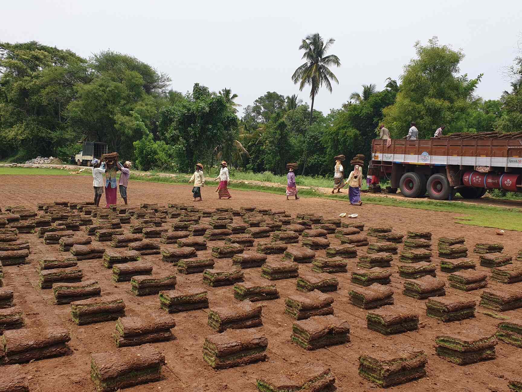 Top Lawn Grass Growers in Mysore लॉन ग्रास ग्रोवर्स, मिसरे near me Justdial