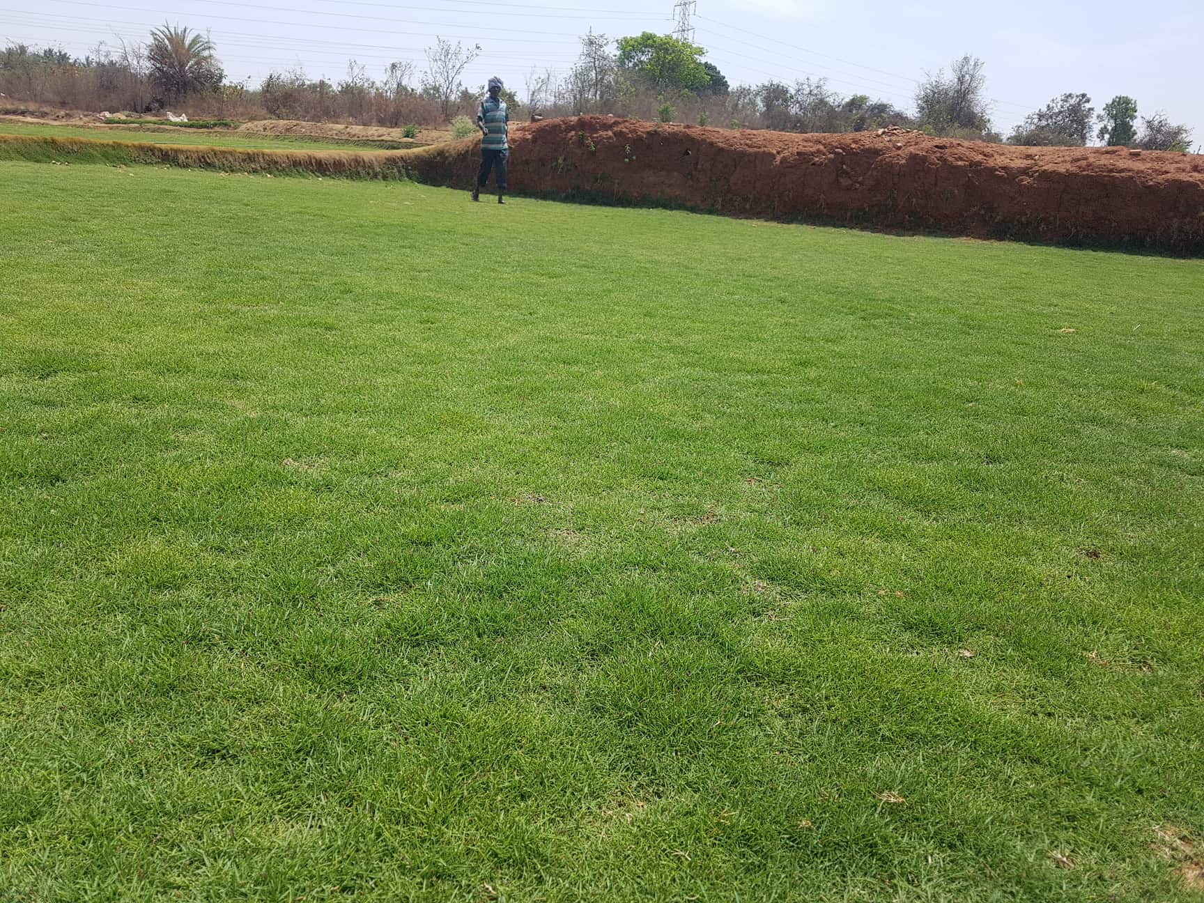 Top Lawn Grass Growers in Mysore लॉन ग्रास ग्रोवर्स, मिसरे near me Justdial
