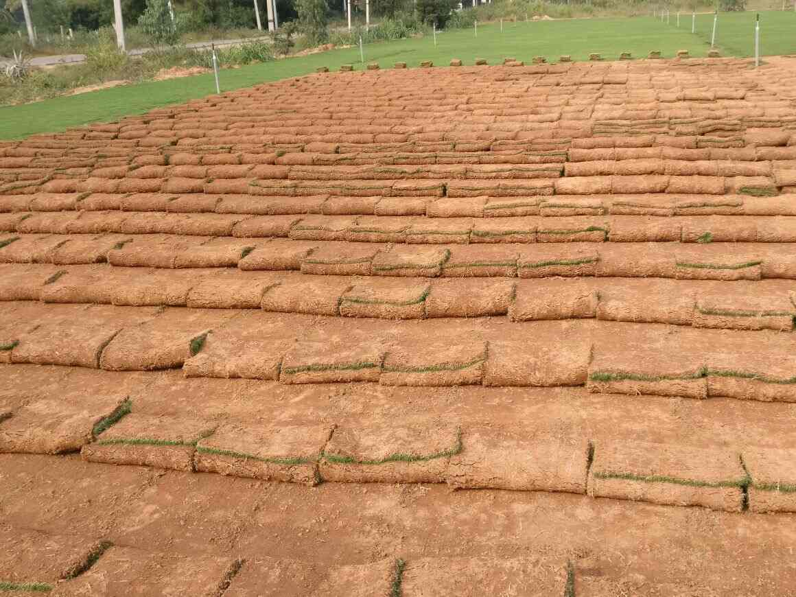 Top Lawn Grass Growers in Mysore लॉन ग्रास ग्रोवर्स, मिसरे near me Justdial