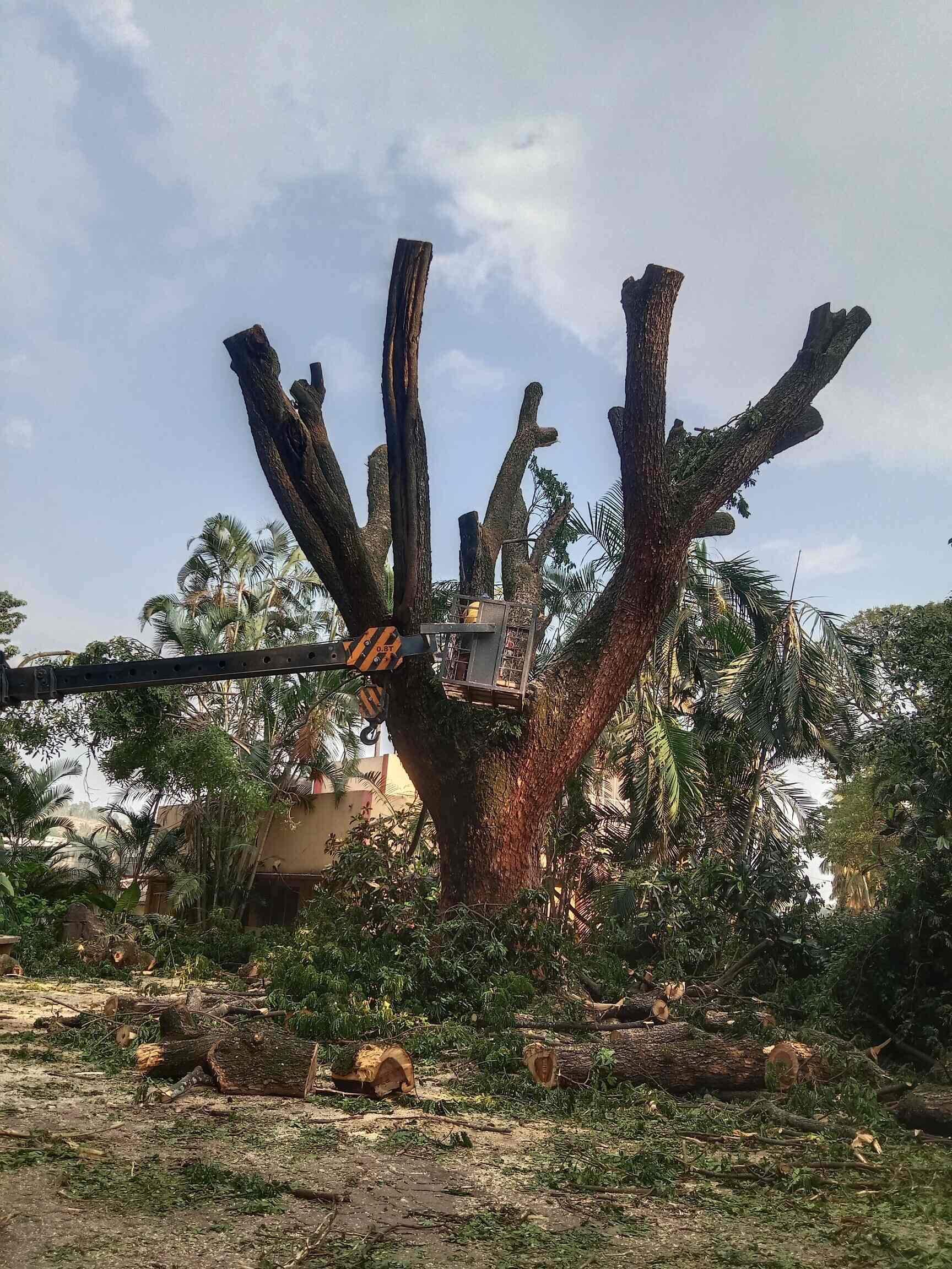 Top Tree Cutting Services in Ranganathapura Best Tree Trimming