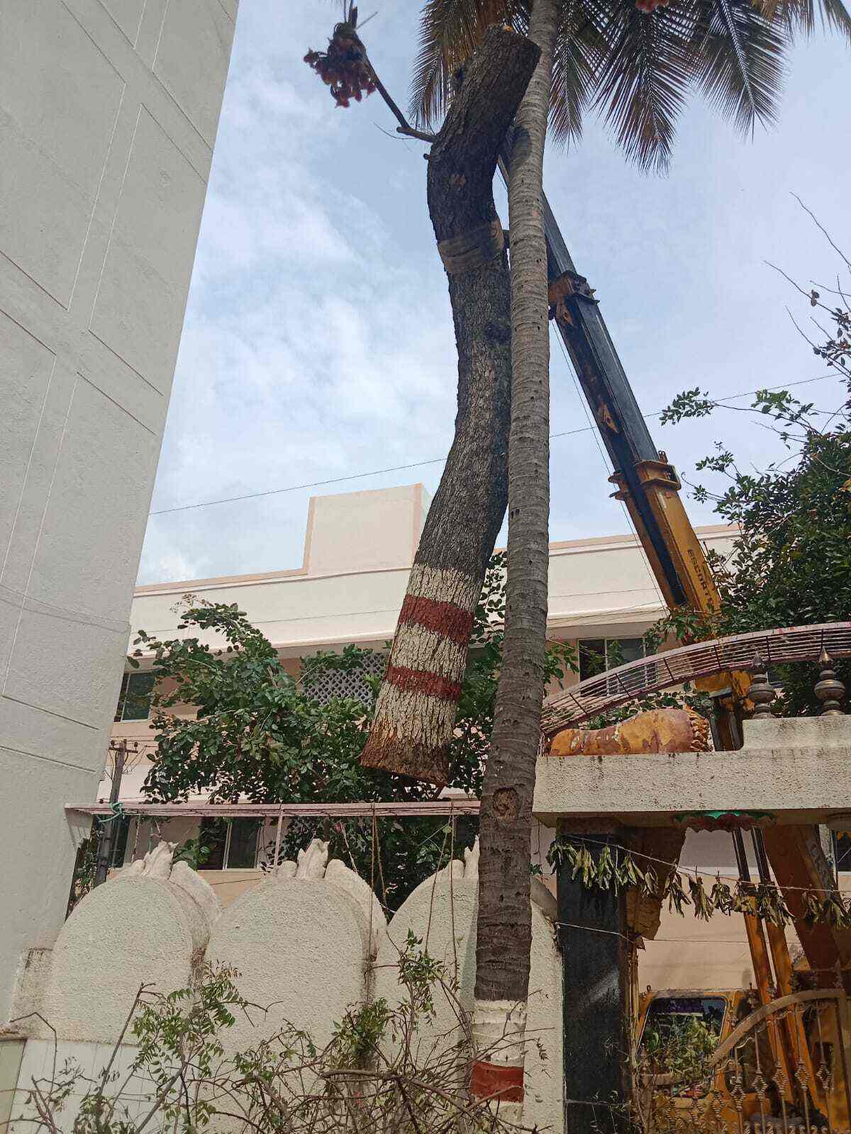 Top Coconut Tree Cutting Services in Hosur कोकोनट ट्री कटाई सर्विसेज