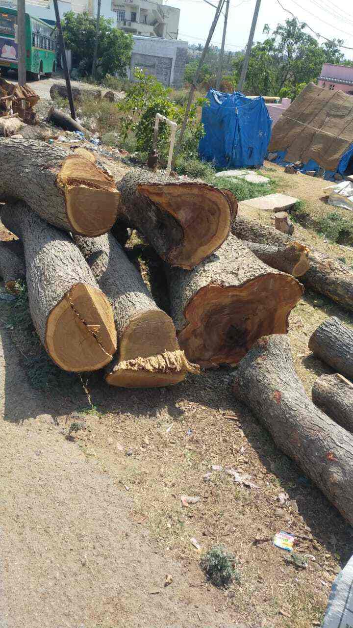 Top Tree Cutting Services in Ranganathapura Best Tree Trimming