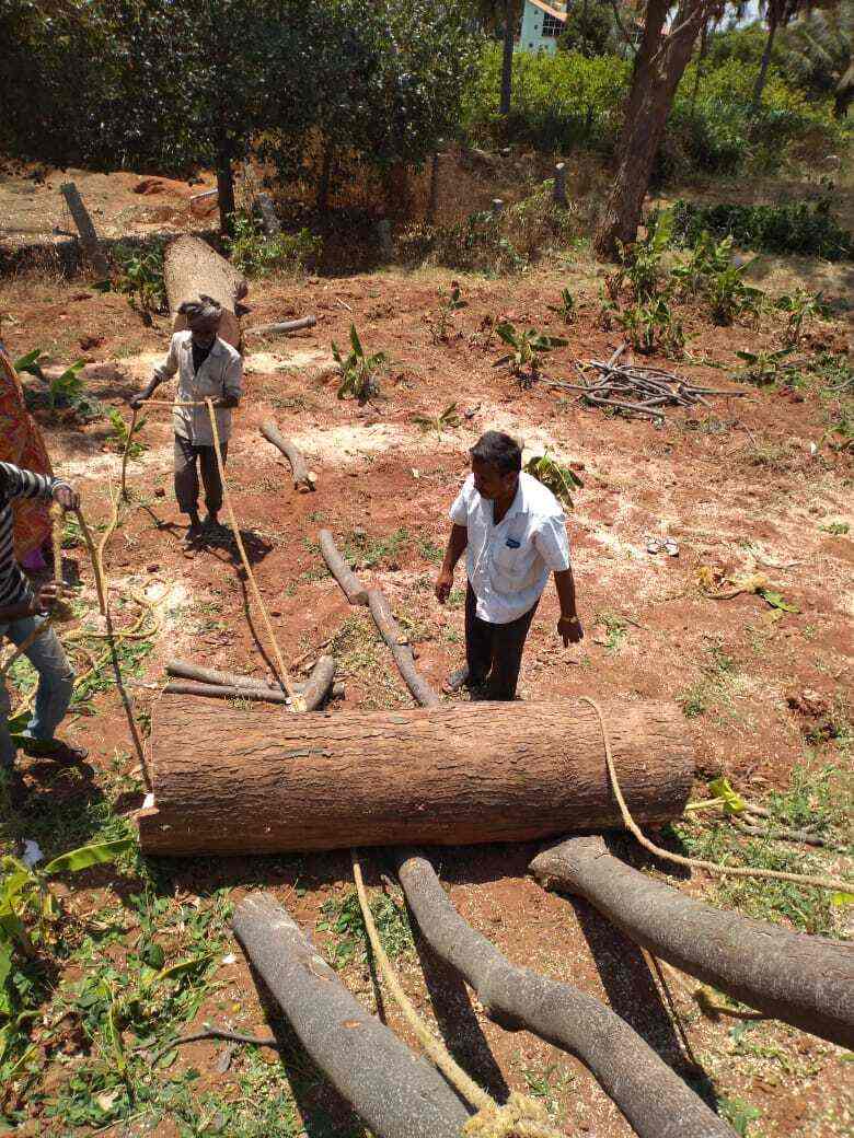 Top Tree Cutting Services in Ranganathapura Best Tree Trimming