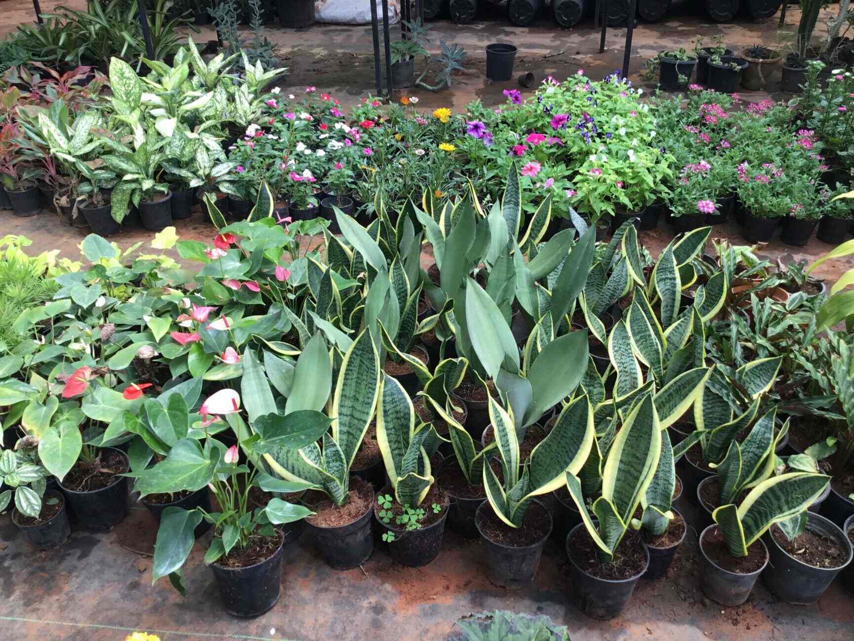 Sri Krishna Farm And Nursery Photos, Electronic City Phase 2, Bangalore