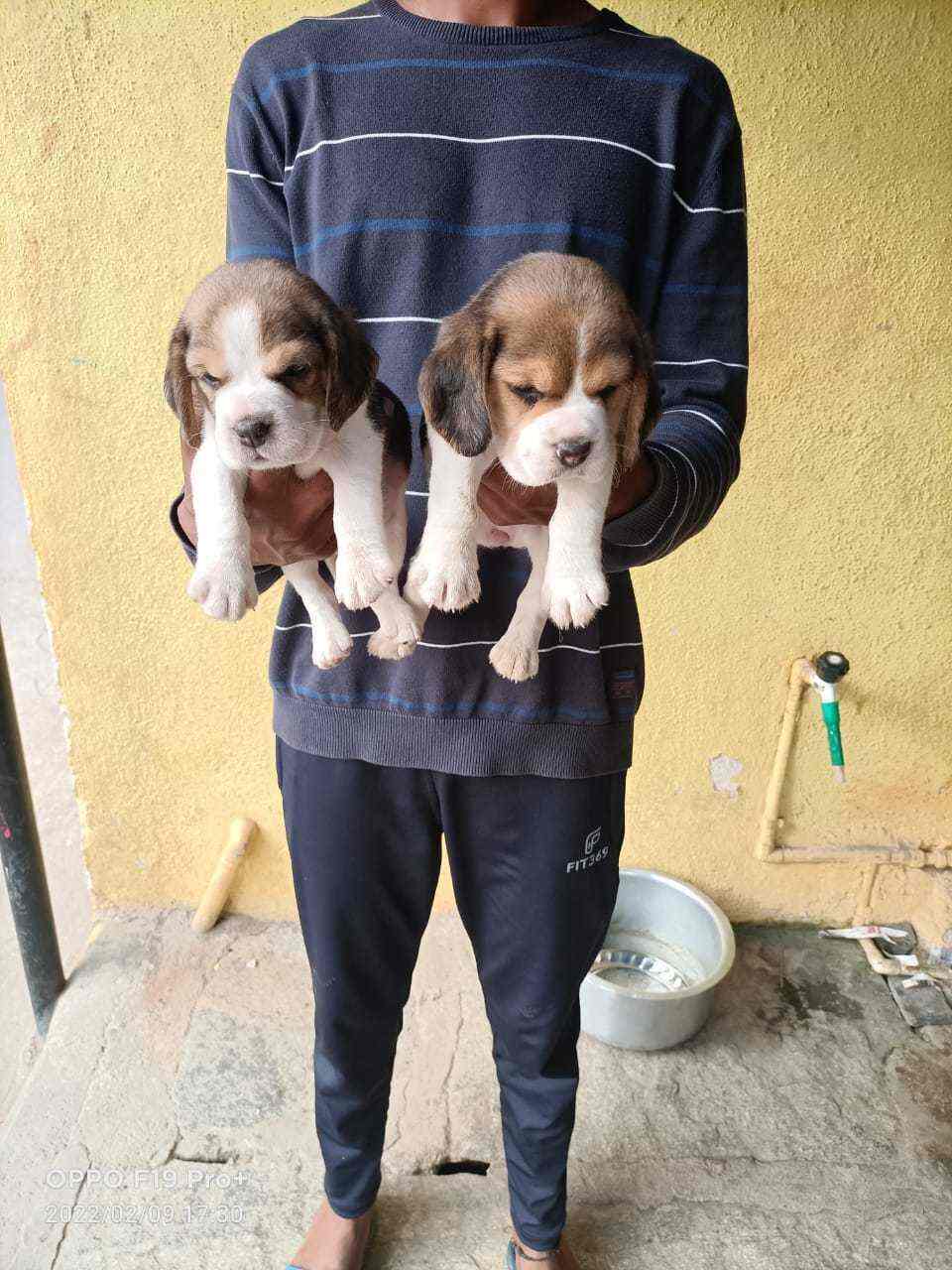 Beagle dog shop near me 2025