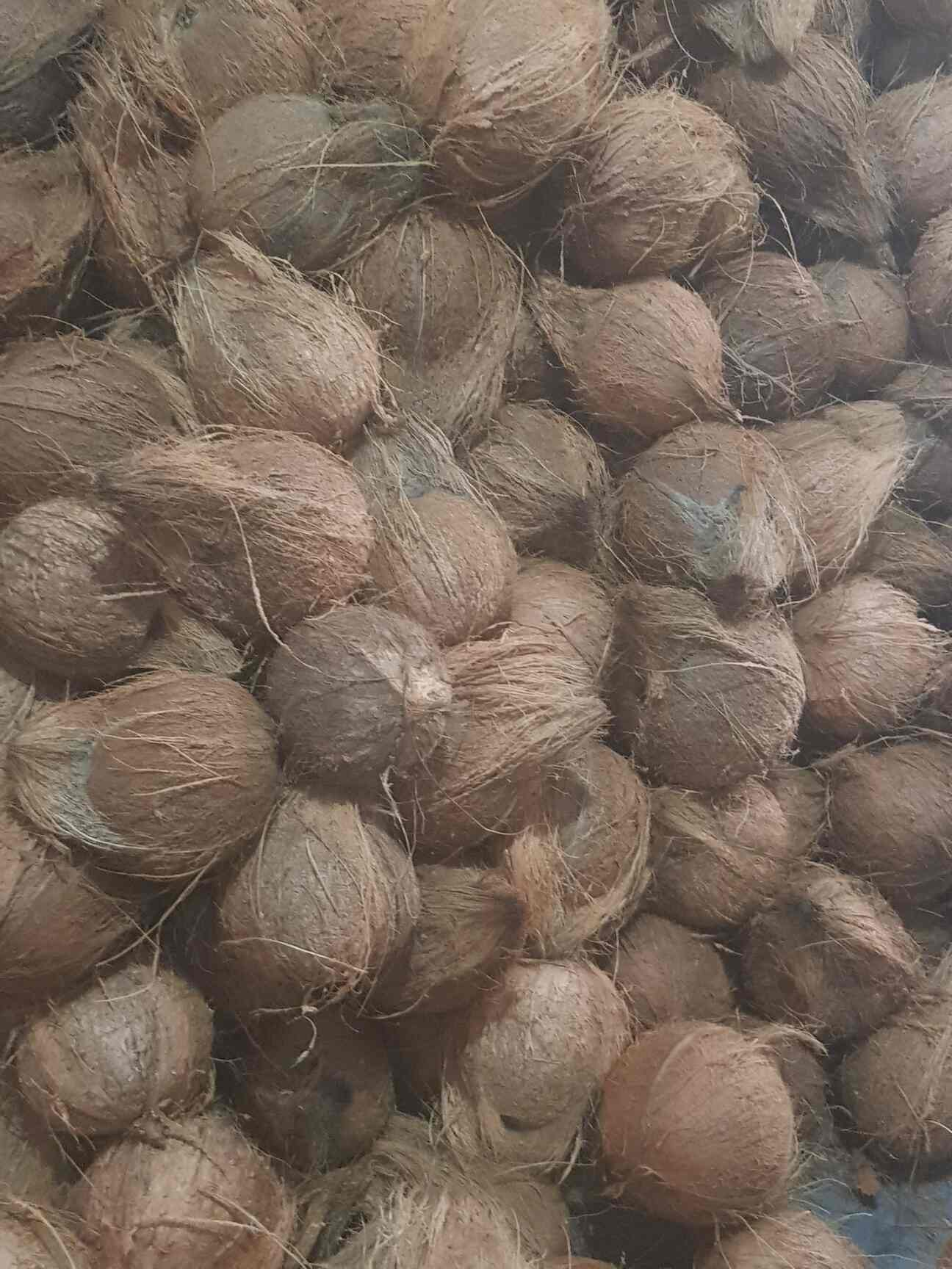 Catalogue Sri Sai Balaji Coconuts in Rt Nagar , Bangalore Justdial