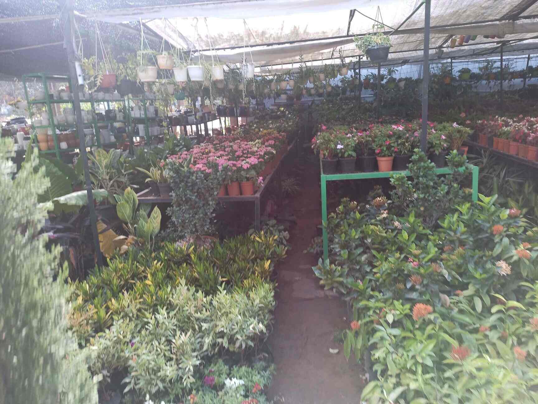 Catalogue Sri Narsimha Swamy Nursery And Farm in Bangalore Justdial