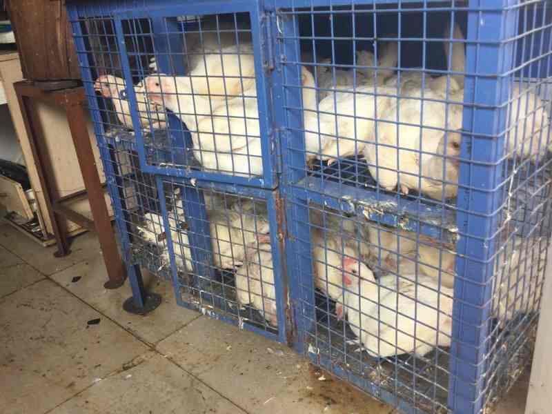 Mamoor Meat Stall in Koramangala 5th Block,Bangalore Best Suguna