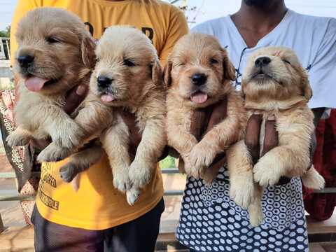 Dogs for sale store in electronic city