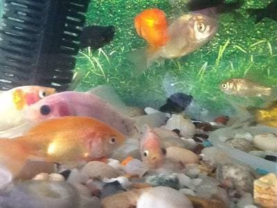 Aquarium shop near marathahalli hot sale