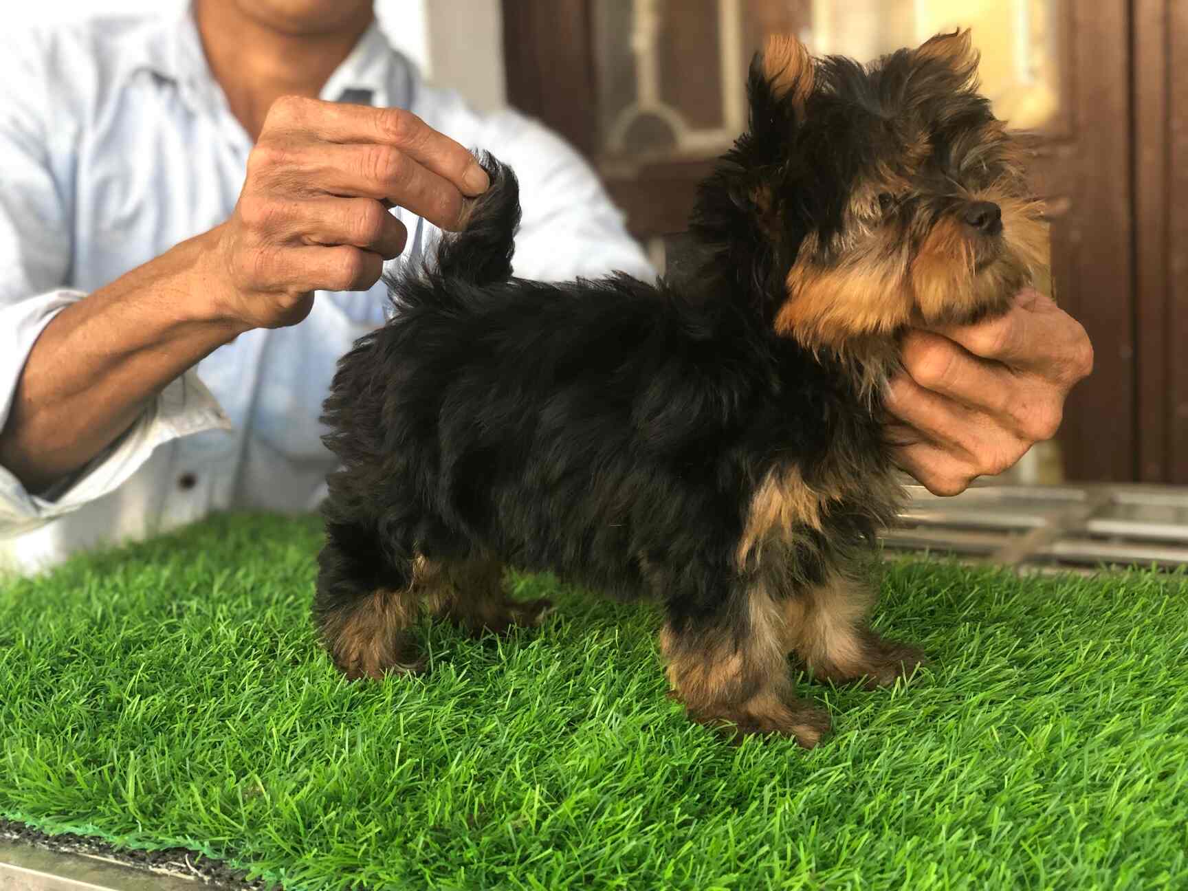 Top 100 Pet Shops For Lhasaapso Dog In Bangalore Best Pet Stores For Lhasaapso Dog Justdial