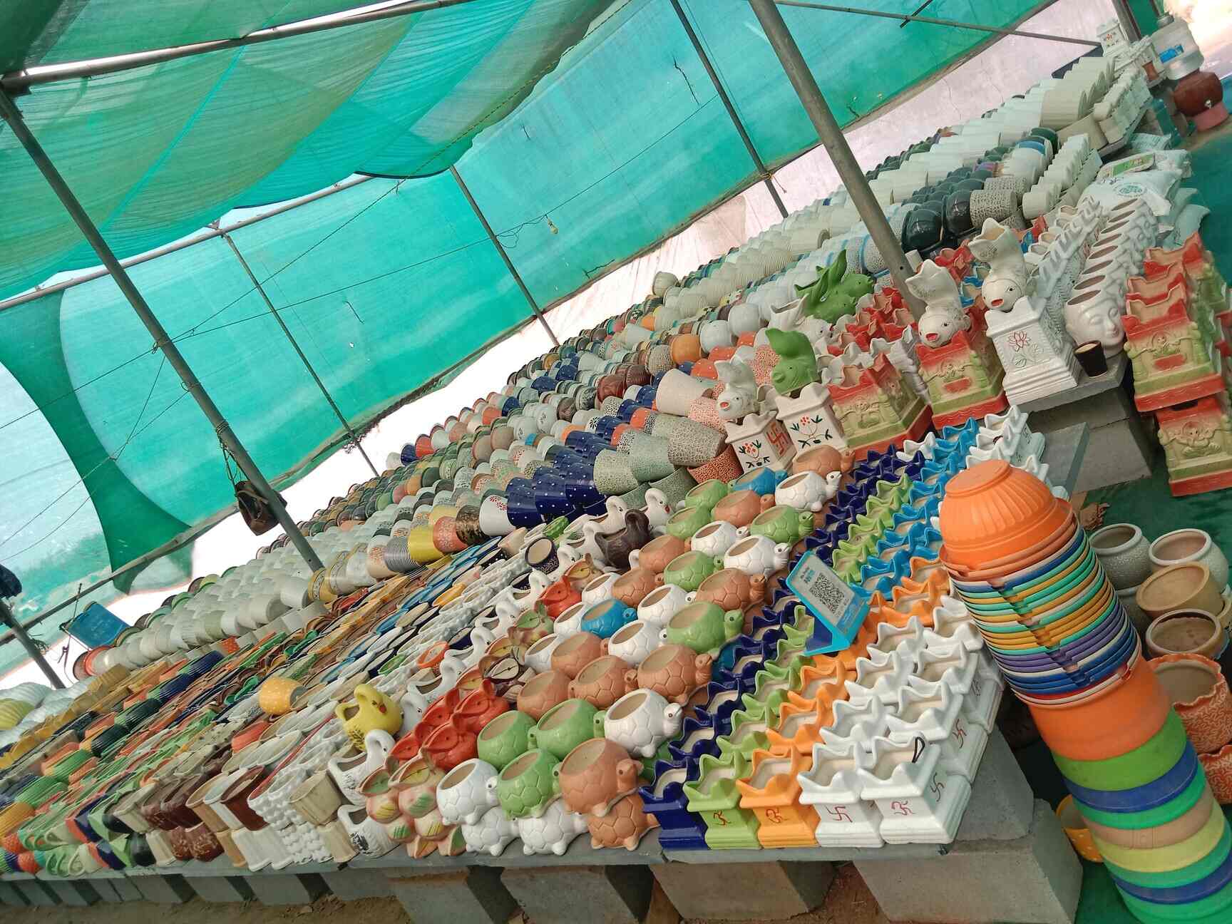 Top Fruit Plant Nurseries in Koramangala Best Custard Apple Plant