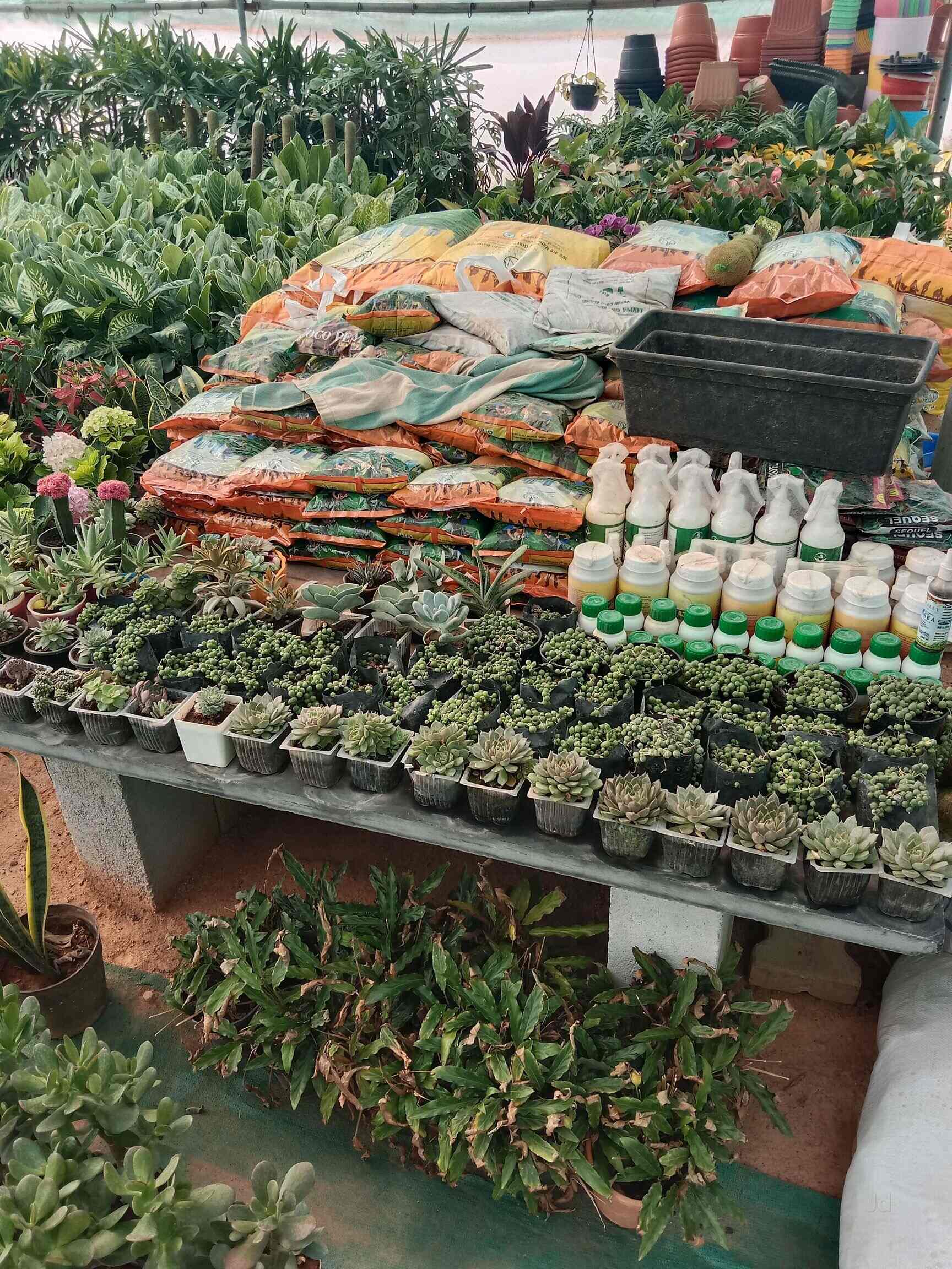 Top Fruit Plant Nurseries in Koramangala Best Custard Apple Plant