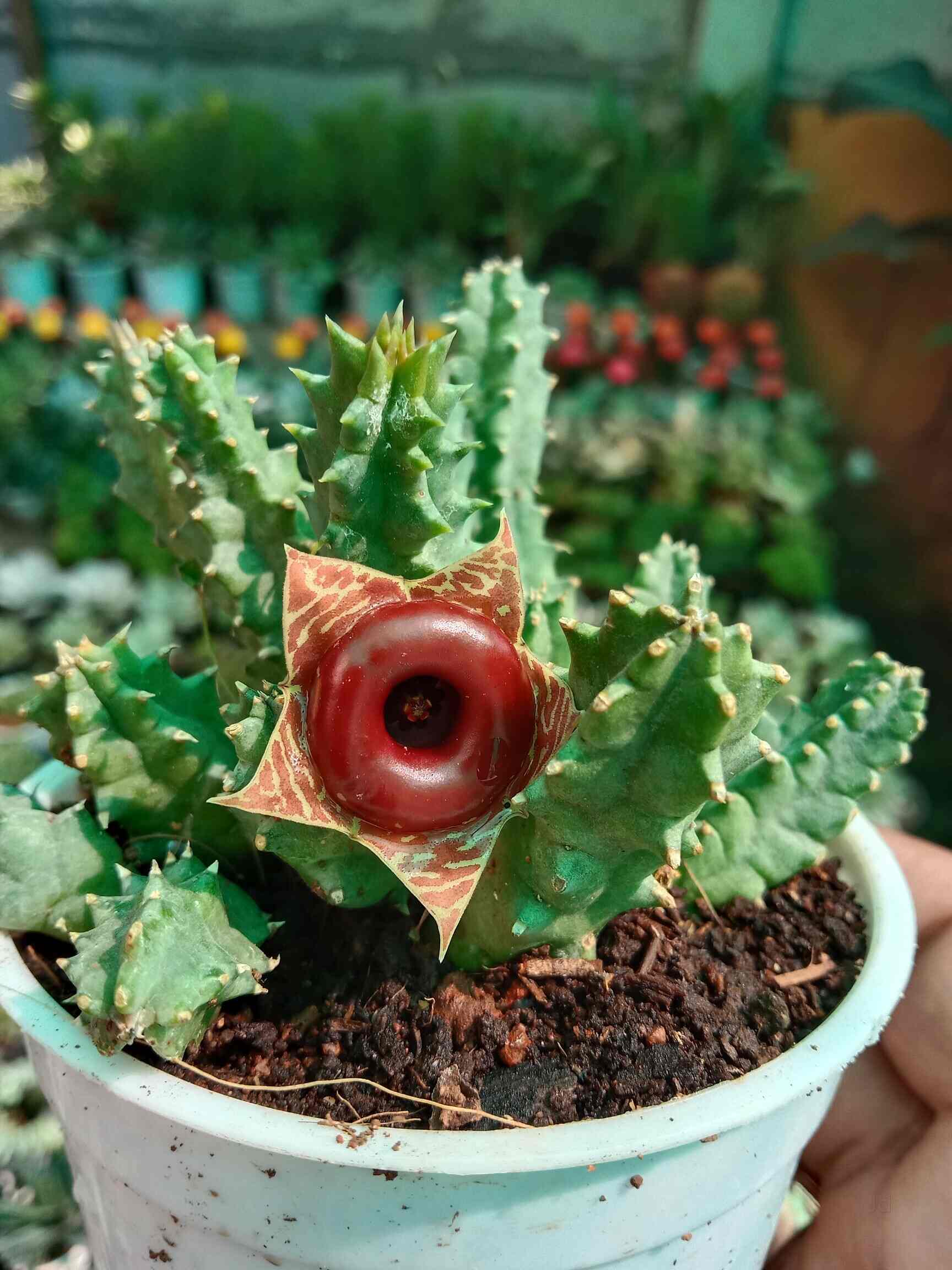 Top Fruit Plant Nurseries in Koramangala Best Custard Apple Plant