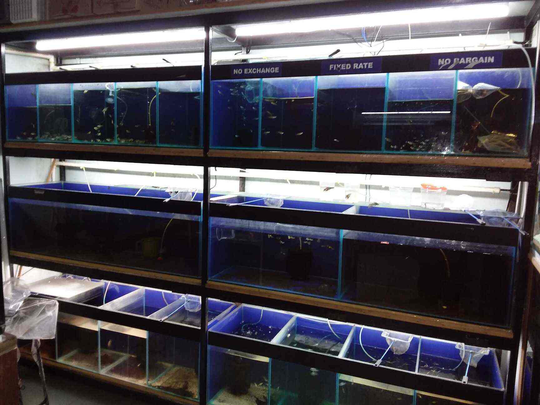 Om Sree Aquarium in Kamakshipalya,Bangalore Best Aquarium Fish