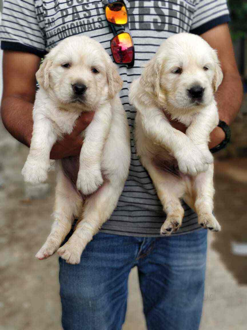 first round of kitten shots