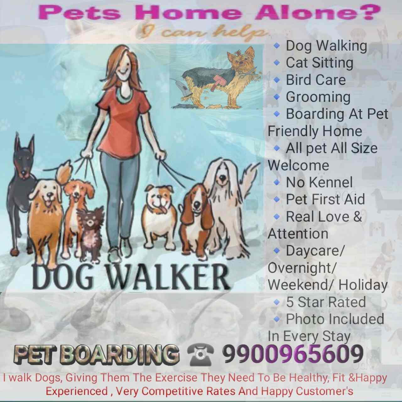 How Much Should I Charge For Walking A Dog