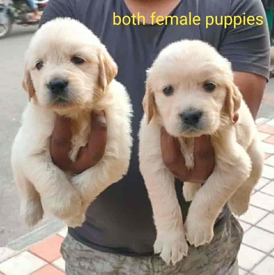 Puppies kennels near me outlet