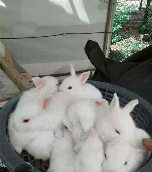 Top Rabbit Farming in Bangalore रैबिट फार्मिंग, बैंगलोर Best Rabbit