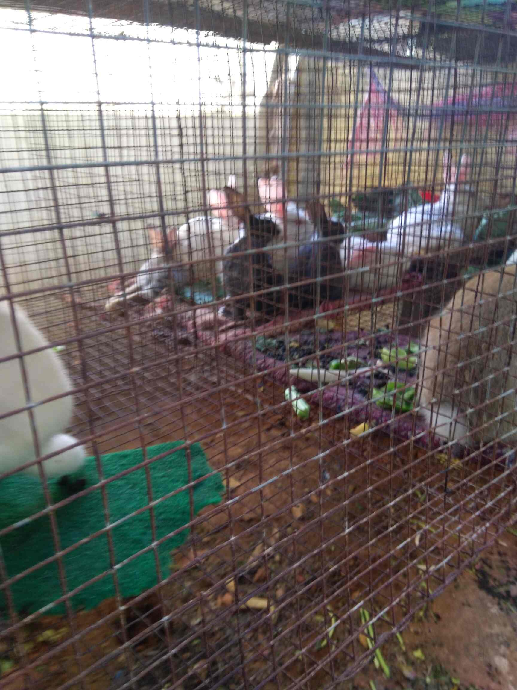 Top Rabbit Farming in Bangalore रैबिट फार्मिंग, बैंगलोर Best Rabbit