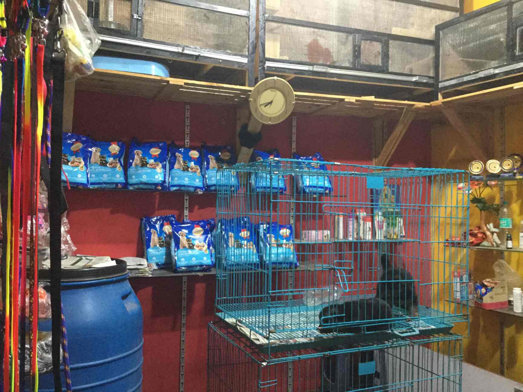 Top 30 Pet Shops In Infantry Road Bangalore Best Pet Store Suppliers Justdial