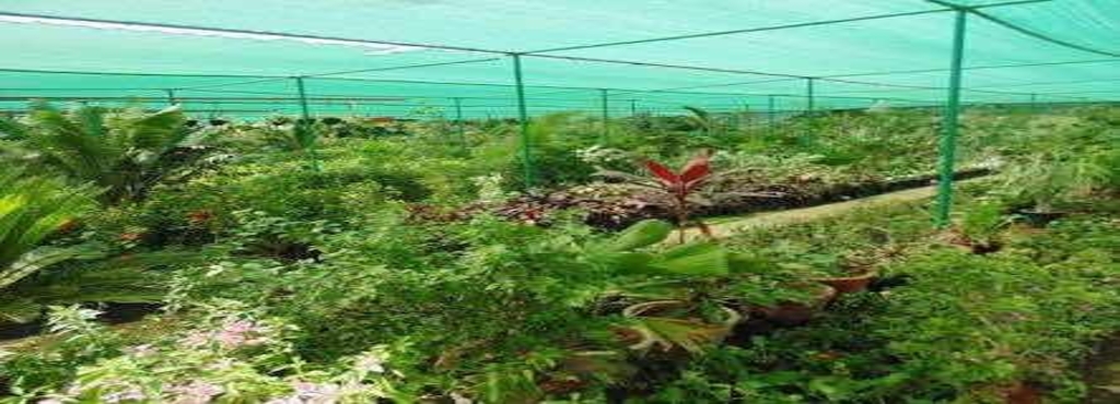 Green View Nursery Gunjur Indoor Plant Dealers In Bangalore Green View Nursery