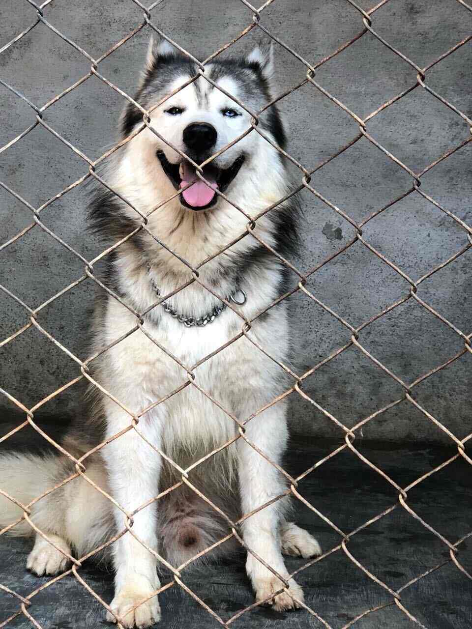 Woof N Paws Kennel in Anjanapura,Bangalore Best Kennel Service in Bangalore Justdial