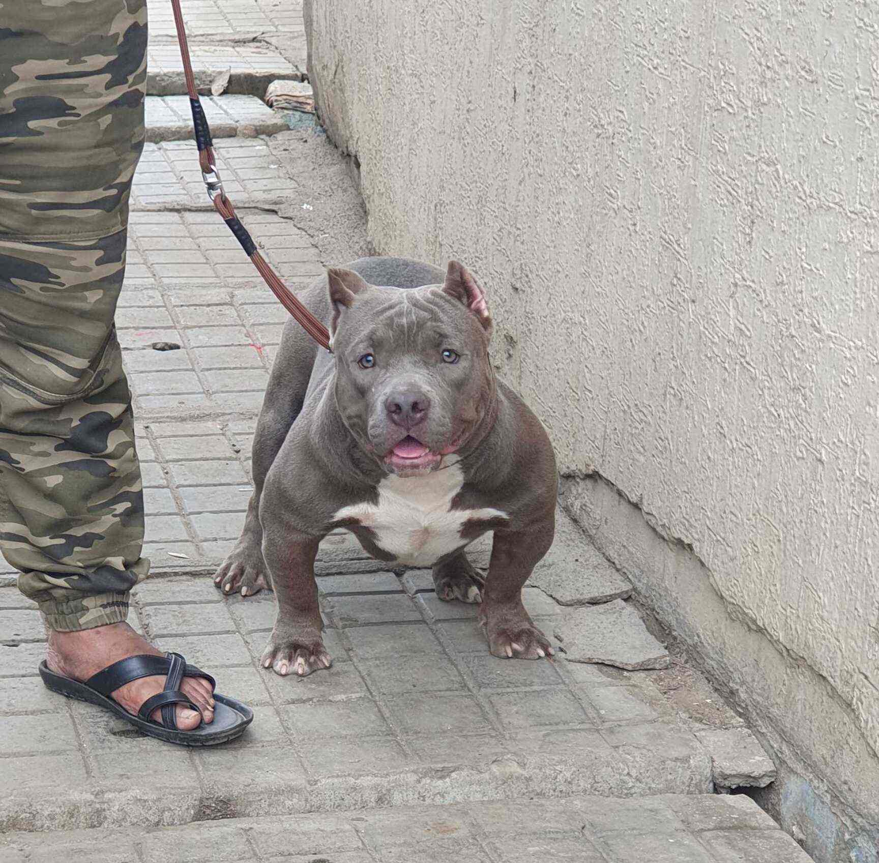 Top 100 Dog Kennel Shops in Bangalore Best Dog Kennels Suppliers