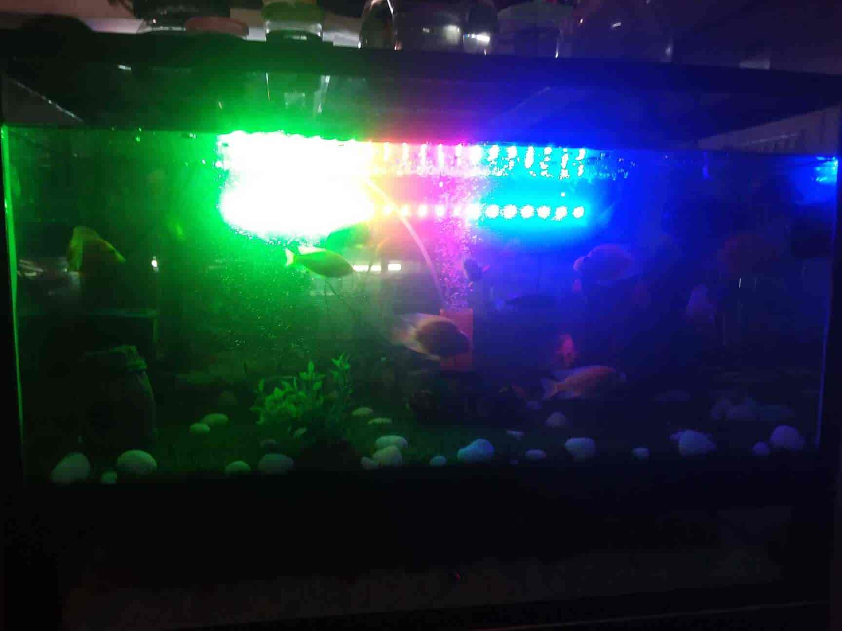 Top Pet Shops In Bangalore Best Pet Store Near Me Justdial top-pet-shops-in-bangalore-best-pet-store-near-me-justdial