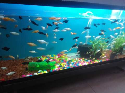 Aquarium shop shop in whitefield