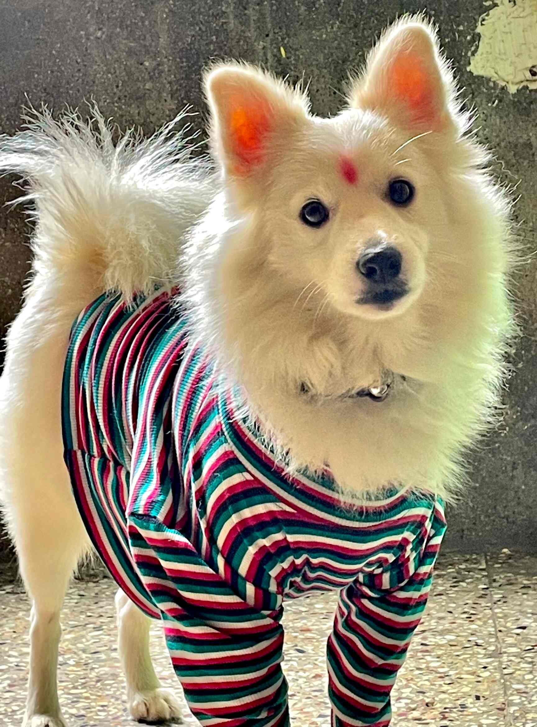 Top Pet Shops in Bangalore Best Pet Store near me Justdial