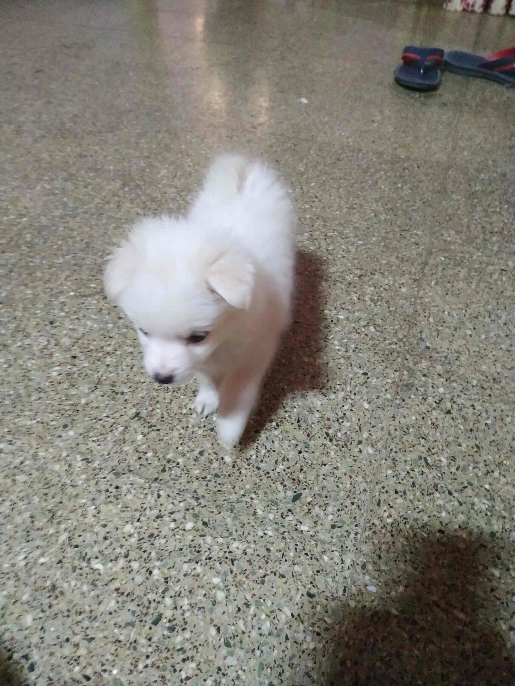 Top Pet Shops in Bangalore Best Pet Store near me Justdial