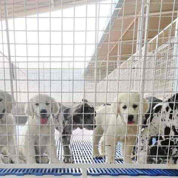 Abhay's Pet Villa, Ullalu Pet Shops For Dog in Bangalore Justdial