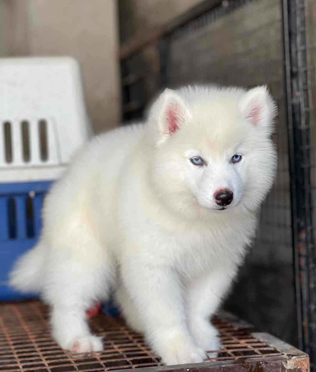 Good Look Pet Kennel in Kammanahalli,Bangalore Best Kennel Service in