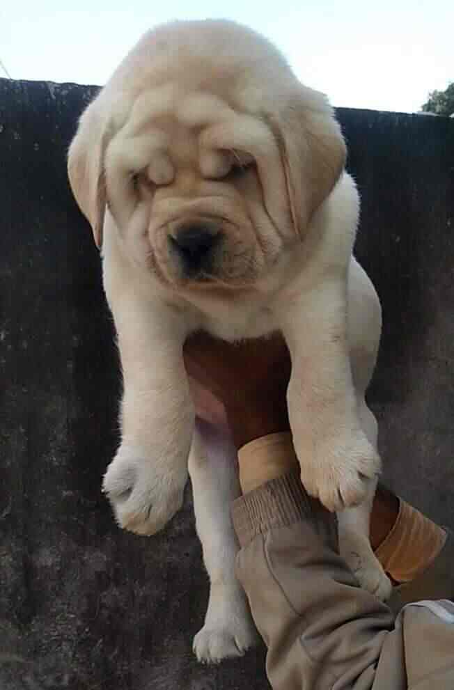 Top Pet Shops in Bangalore Best Pet Store near me Justdial