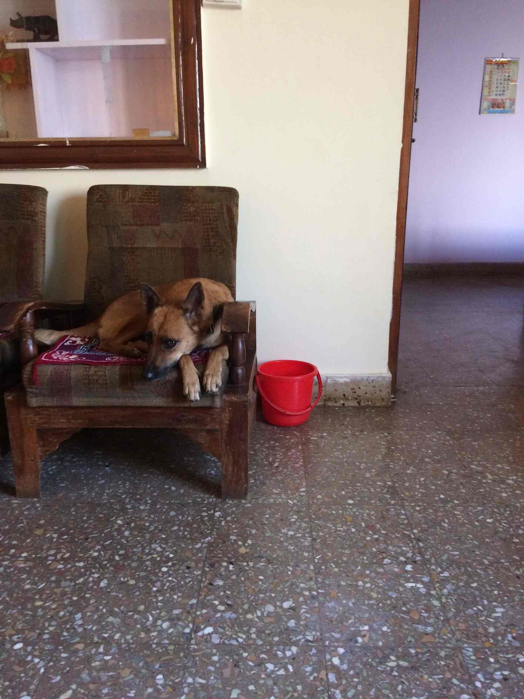 Top Pet Shops in Bangalore Best Pet Store near me Justdial