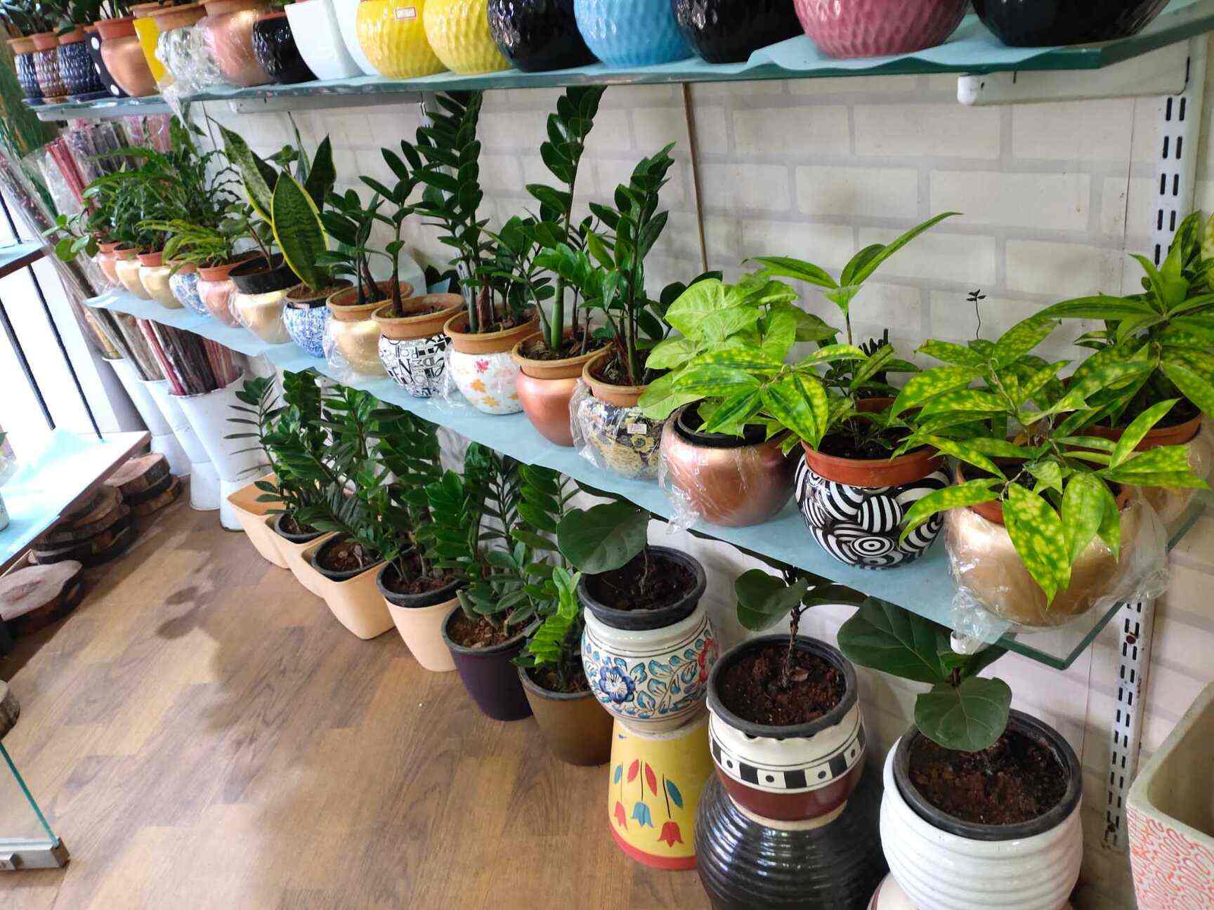 Top Ferns N Petals in Shivaji Nagar Best Fernsnpetals Bangalore near