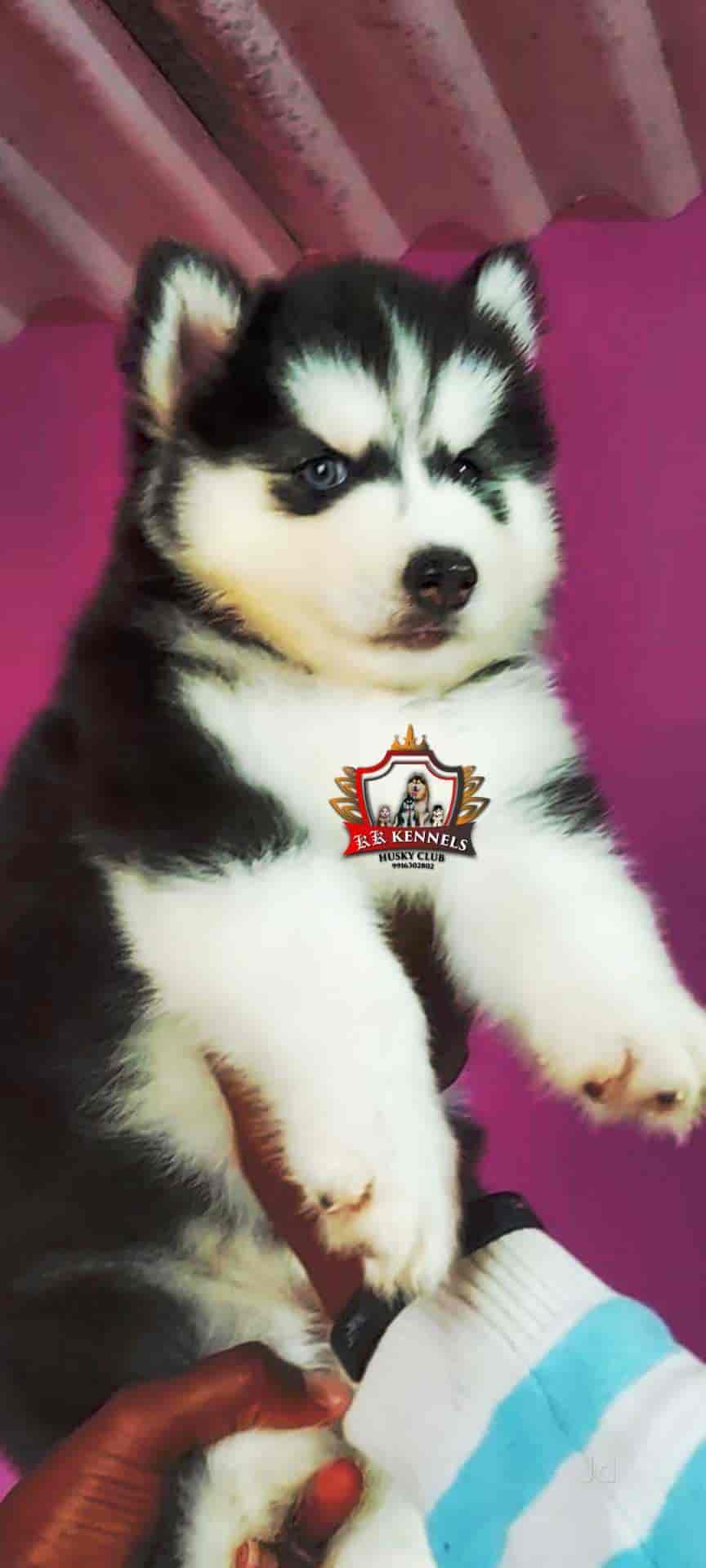 Puppies kennels shop near me
