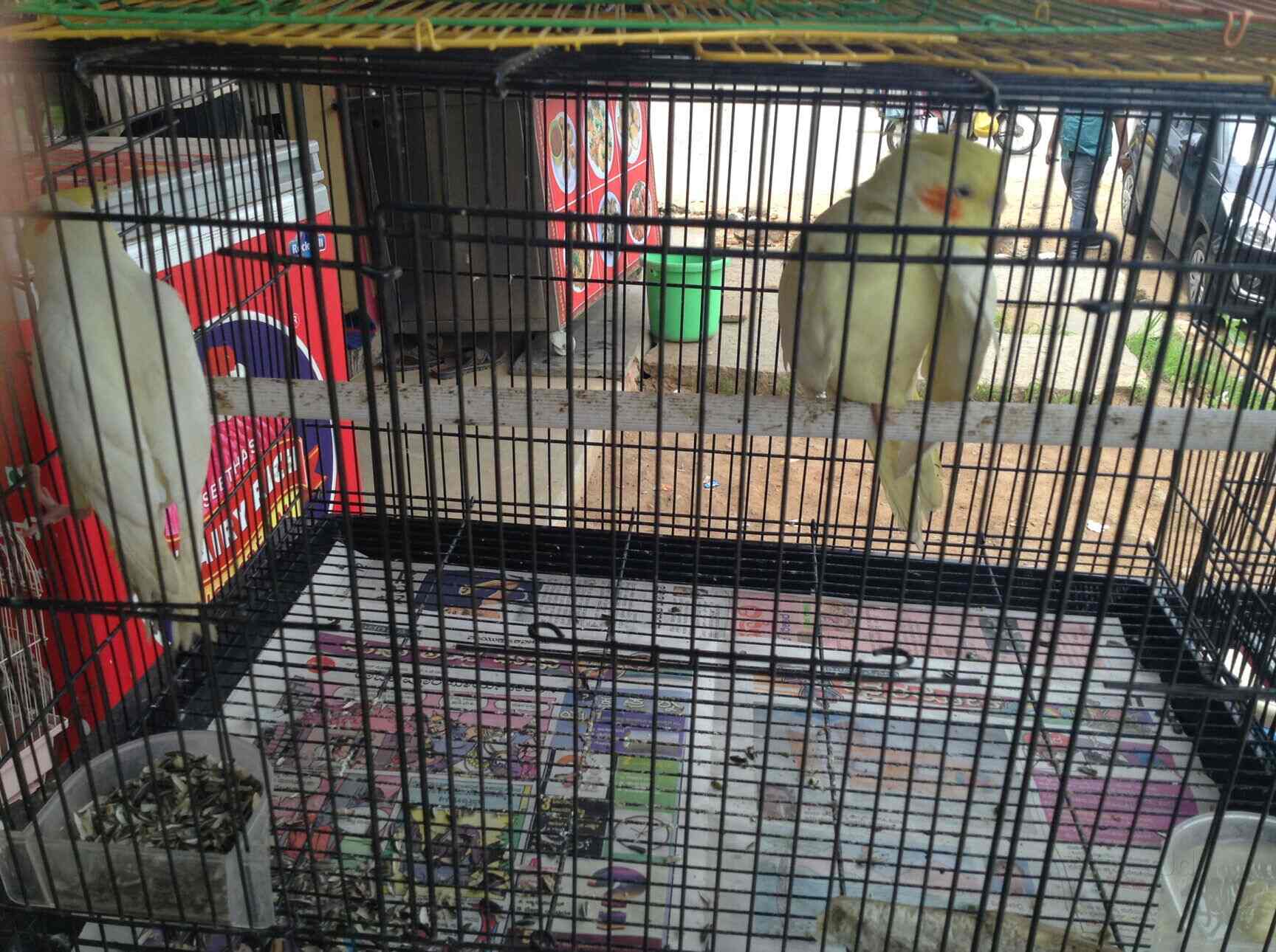 Top 100 Pet Shops For Birds In Bangalore Best Bird Shops Justdial