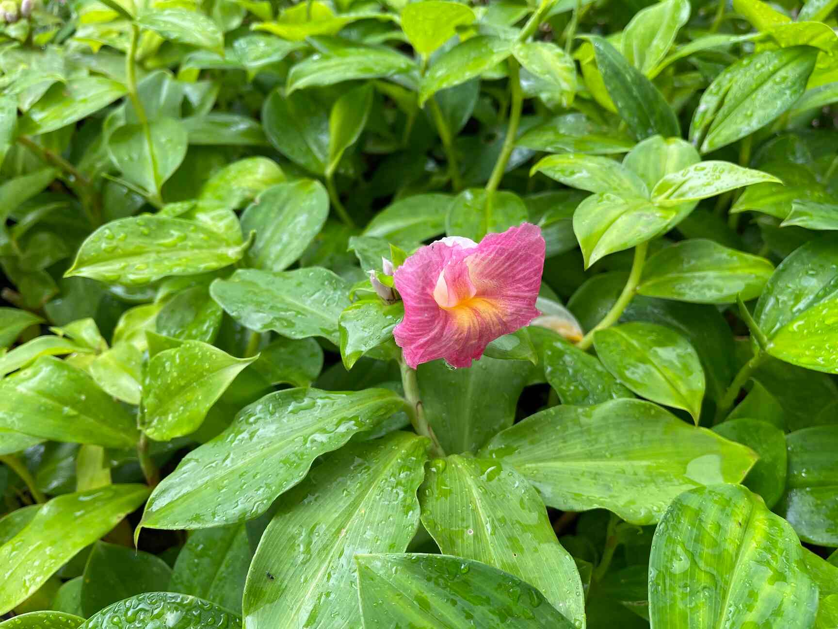 Top Plant Fruit in Gkvk, Bangalore near me Justdial