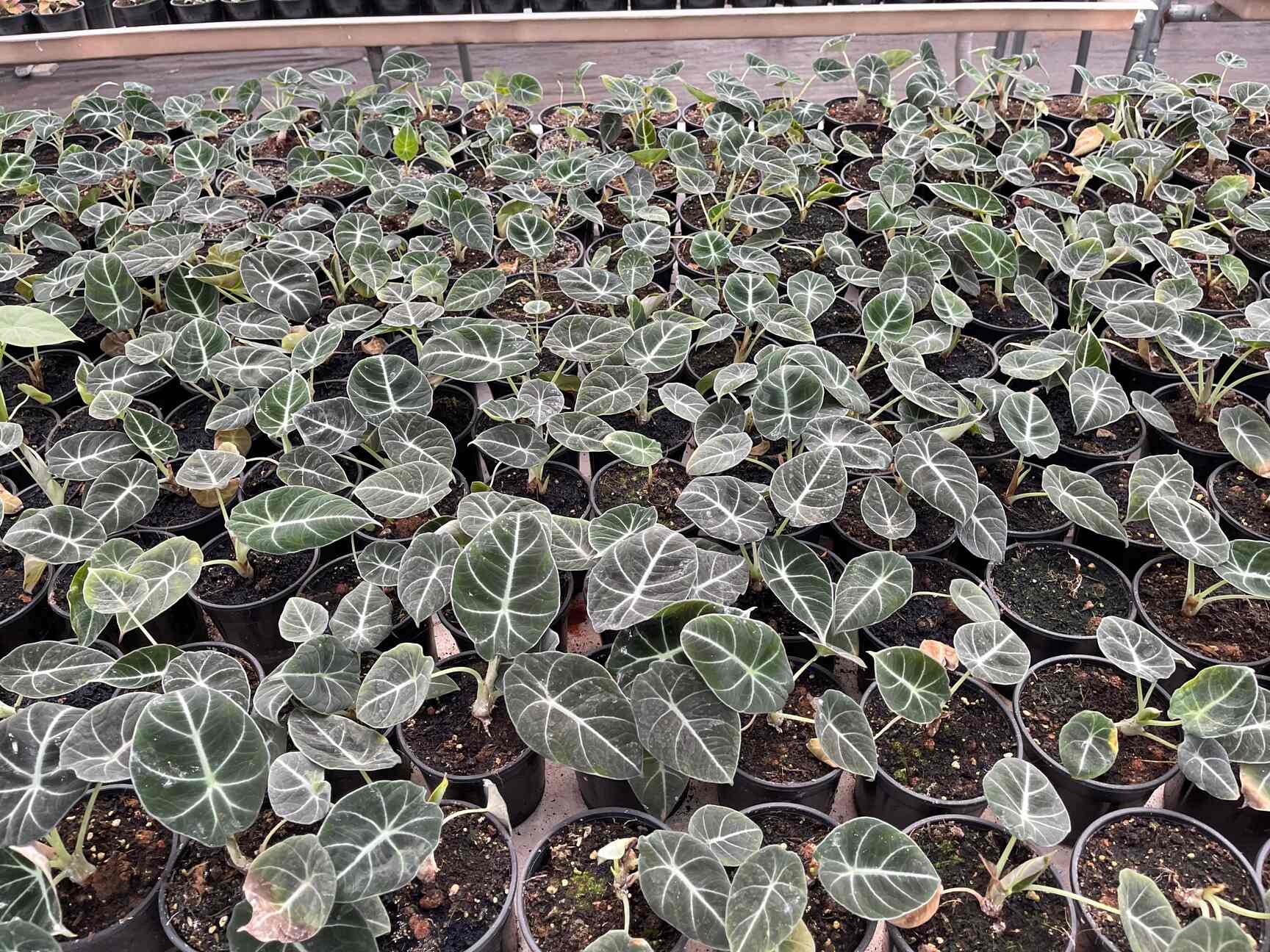 Top Plant Fruit in Gkvk, Bangalore near me Justdial