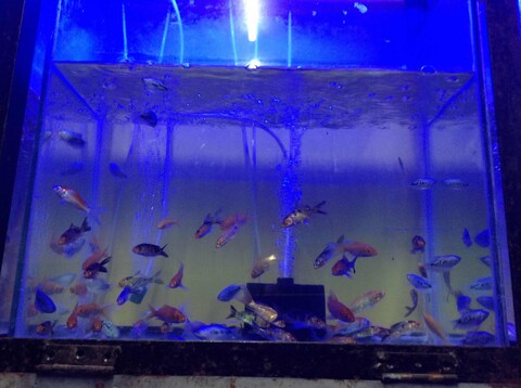 Aquarium shop near marathahalli outlet