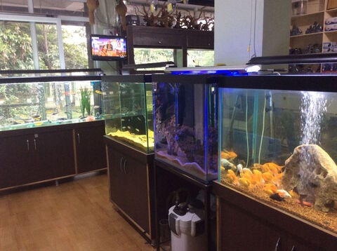 Creative Aquarium in Yelahanka New Town Bangalore Best Aquarium