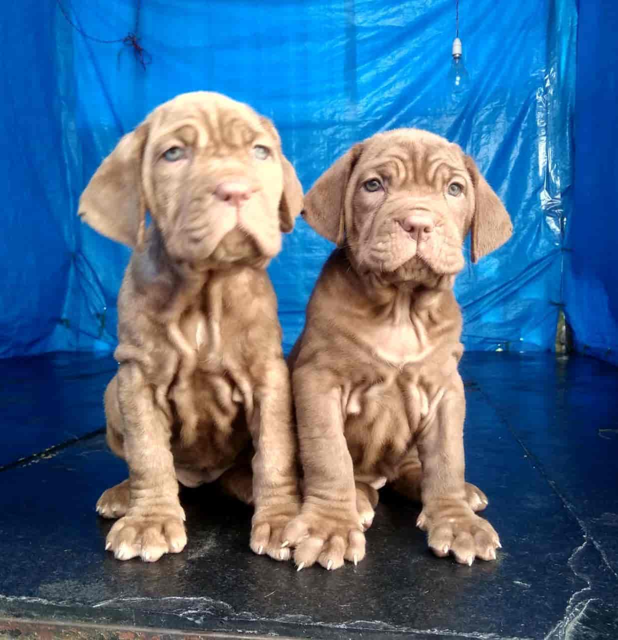 Pet shop top near electronic city