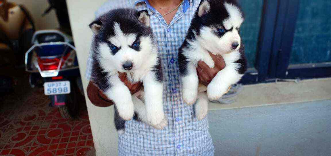 Husky shop cheap near me