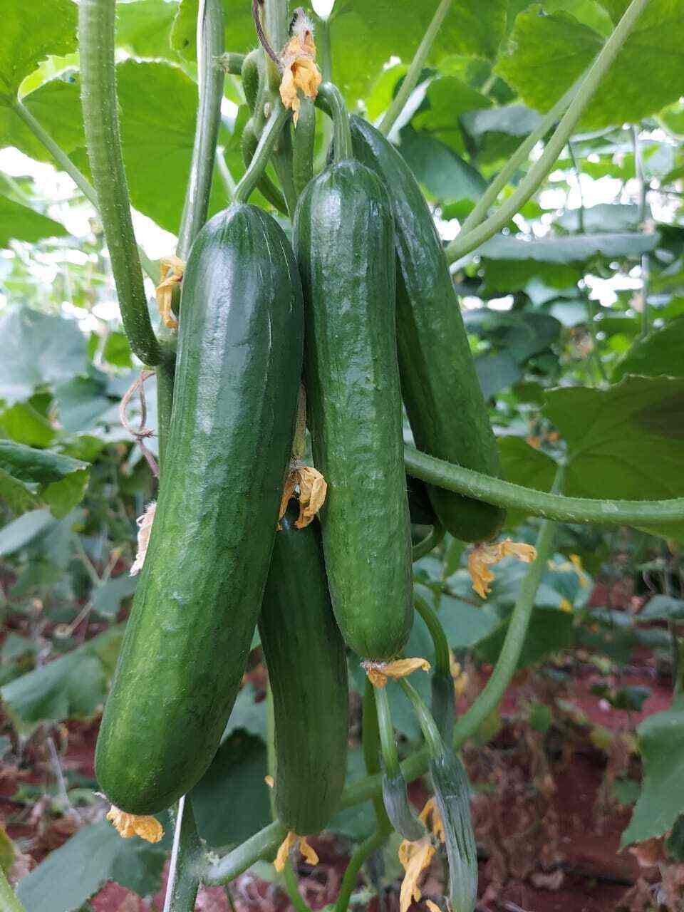 Top Vegetable Wholesalers in Nanjangud Best Fresh Vegetables