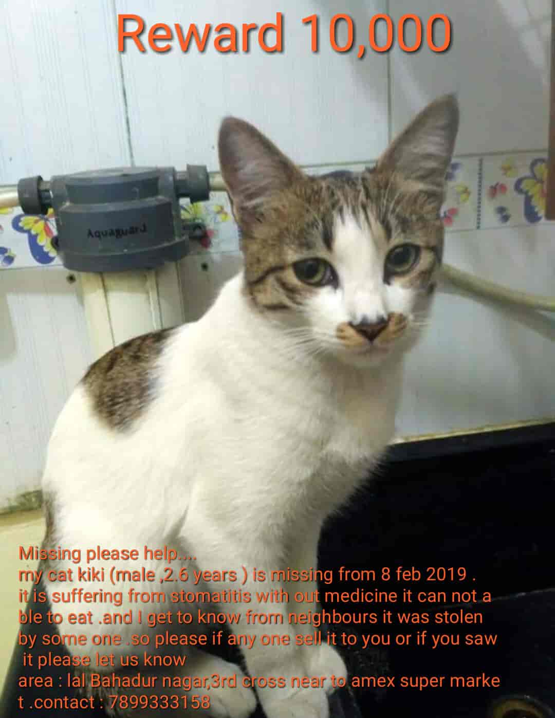 Top Pet Shops in Bangalore Best Pet Store near me Justdial