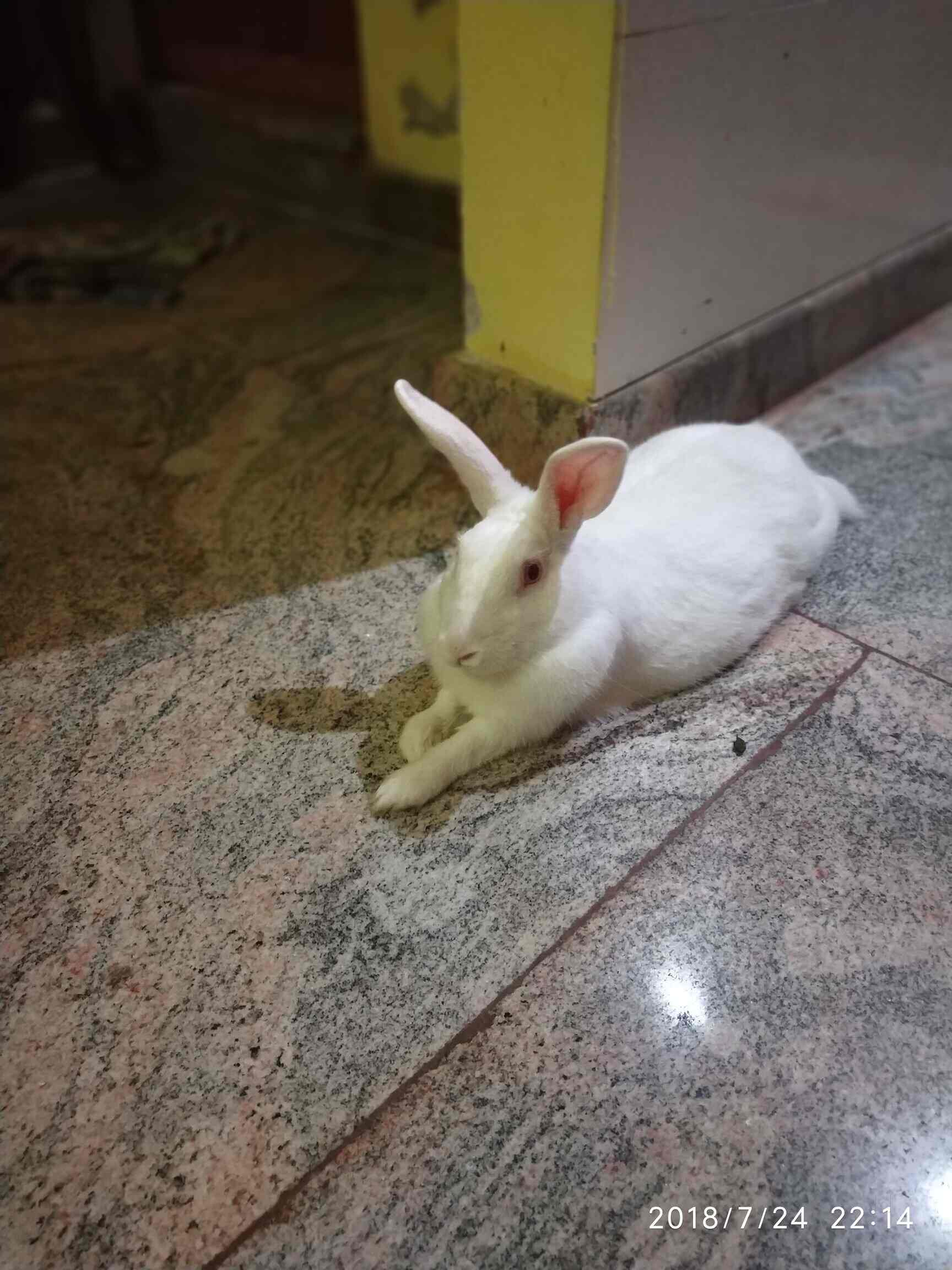 Top Rabbit Farming in Bangalore रैबिट फार्मिंग, बैंगलोर Best Rabbit