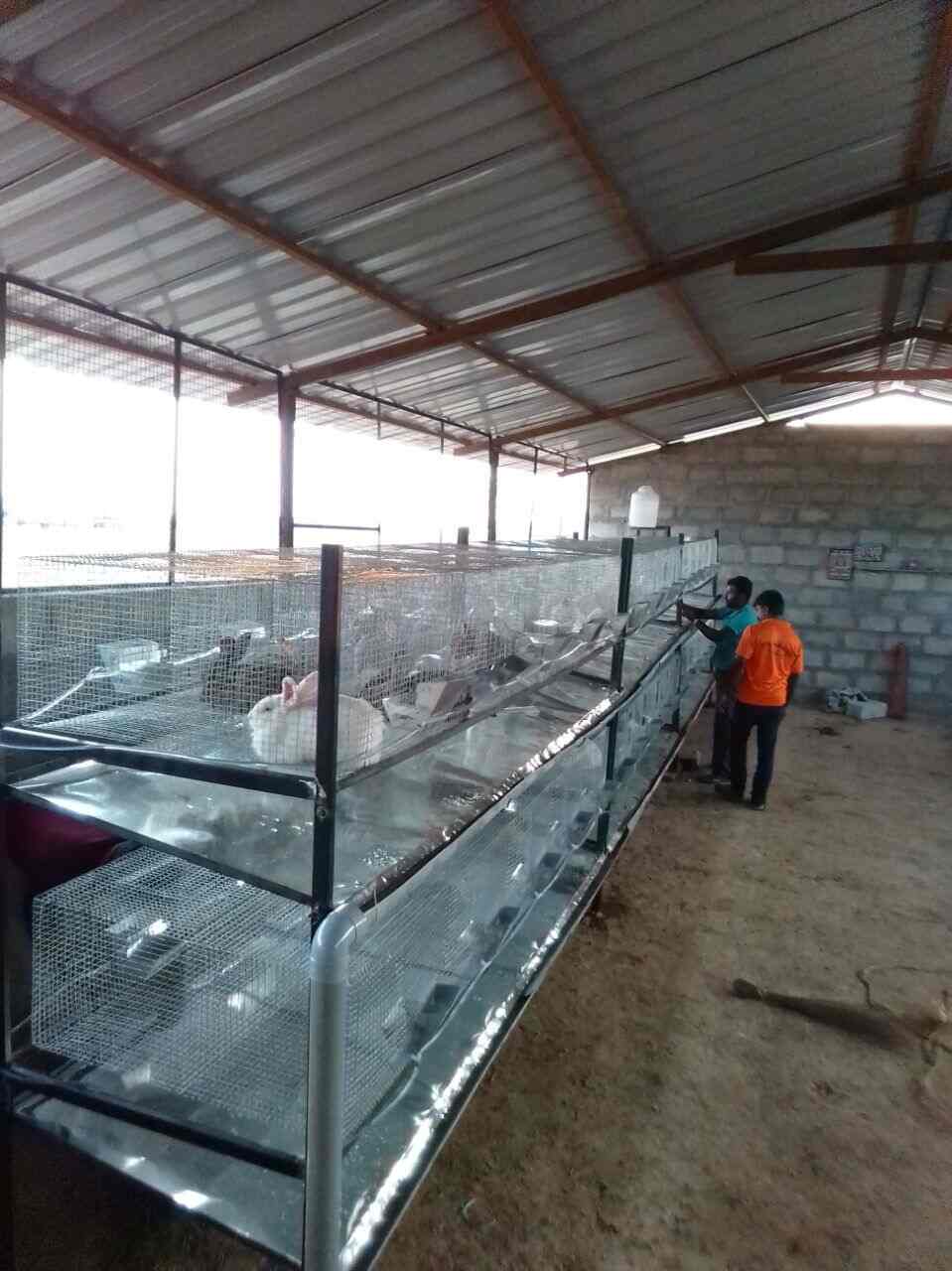 Top Rabbit Farming in Bangalore रैबिट फार्मिंग, बैंगलोर Best Rabbit